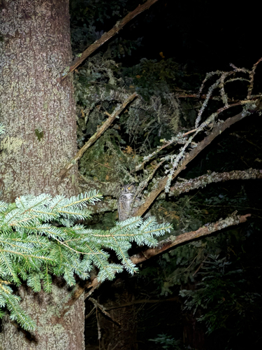 View observation of {o.common_name} on iNaturalist