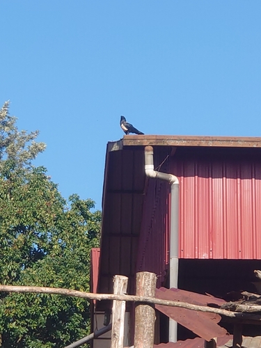 Pied Crow