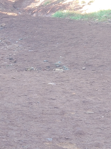 Northern Grey-headed Sparrow