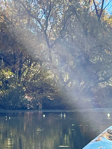iNaturalist observation photo of Bufflehead