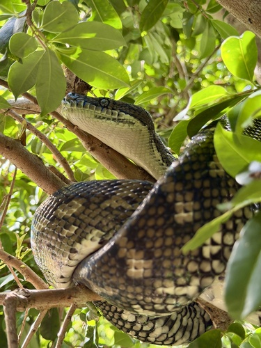 Coastal Carpet Python sighting