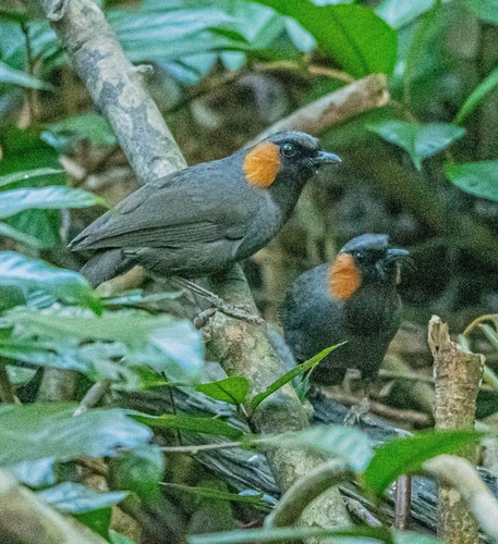 Rufous-cheeked Laughingthrush (Hainan)