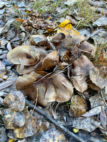 iNaturalist observation photo of Common Gilled Mushrooms and Allies
