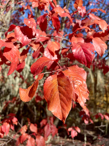 iNaturalist observation photo of Cherry-plum
