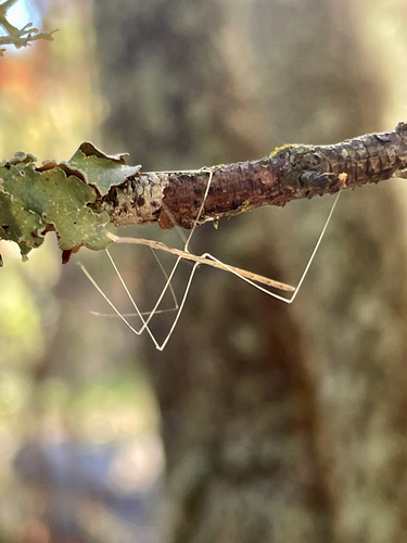 iNaturalist observation photo of Emesaya brevipennis