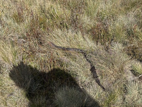 Highlands Copperhead sighting