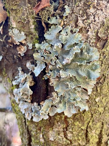 iNaturalist observation photo of Speckled Greenshield