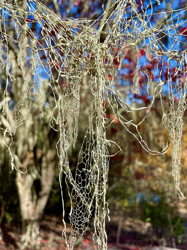 iNaturalist observation photo of lace lichen