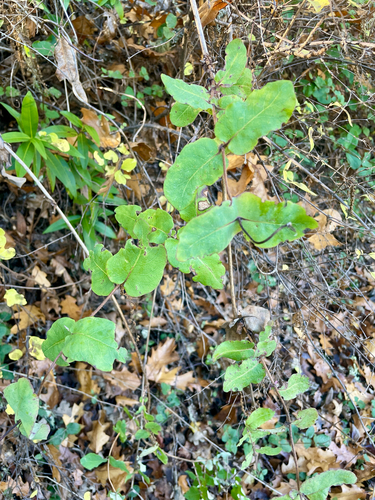 iNaturalist observation photo of Pink Honeysuckle