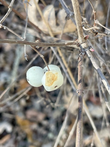 iNaturalist observation photo of snowberries