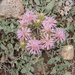 Centaurea urvillei - Photo (c) mustafa gökmen, todos los derechos reservados, subido por mustafa gökmen