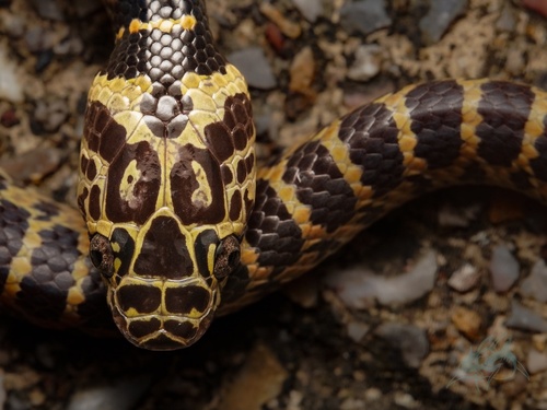 Big-tooth Snake