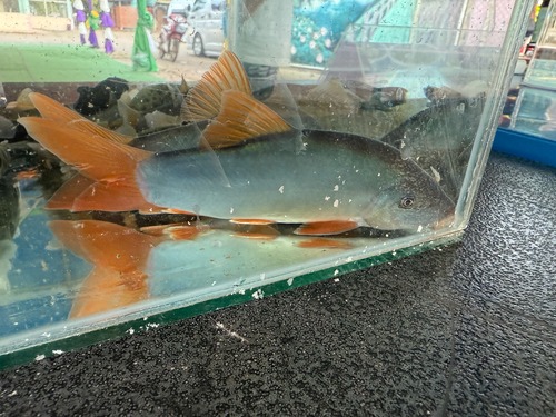Orange-finned Loach