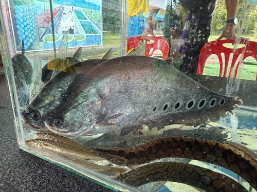 Clown Knifefish