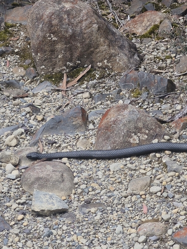 Tiger Snake sighting