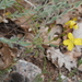 Hypericum origanifolium origanifolium - Photo (c) mustafa gökmen, all rights reserved, uploaded by mustafa gökmen