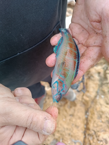Thalassoma pavo