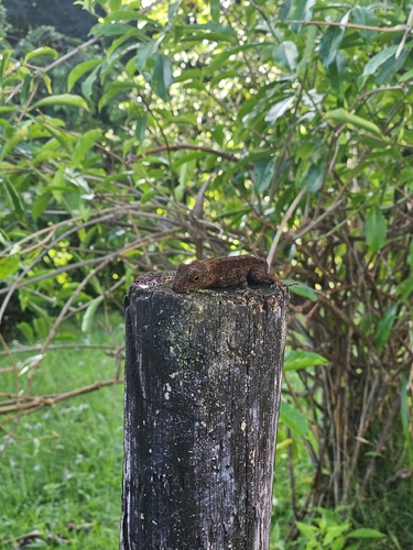 Crested Anole