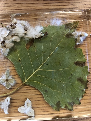 photo of Eastern Cottonwood (Populus deltoides)