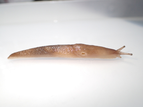 Striped Garden Slug