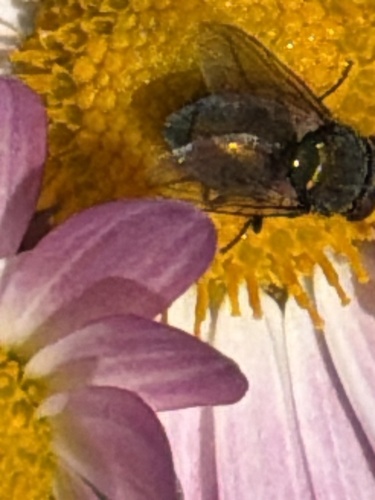 Unknown species found near Central Park, New York, NY, US