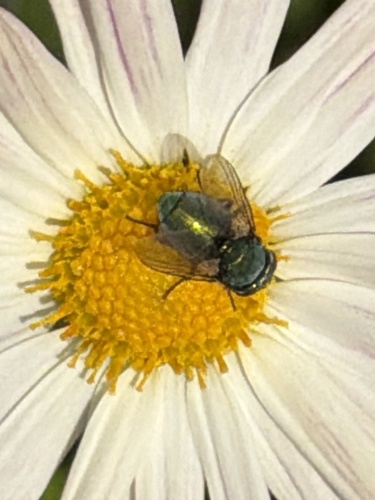 Unknown species found near Central Park, New York, NY, US