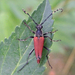 Red-winged Longhorn Beetle - Photo (c) Bill Keim, some rights reserved (CC BY)