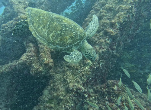Chelonia mydas