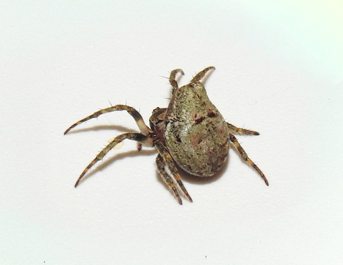 Ocrepeira gnomo