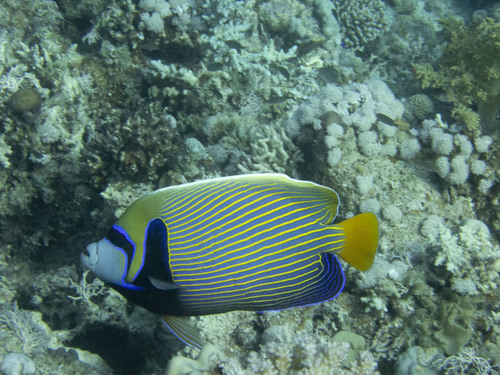 Emperor Angelfish — seen at this dive site