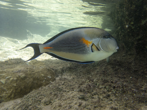 Sohal Surgeonfish