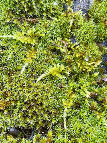 iNaturalist observation photo of Joint-toothed Mosses