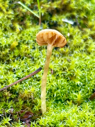 iNaturalist observation photo of California Mycena