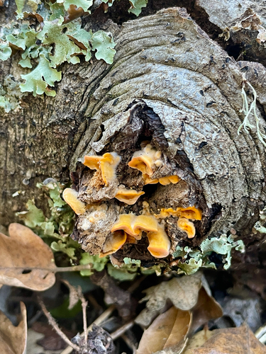 iNaturalist observation photo of Stereum