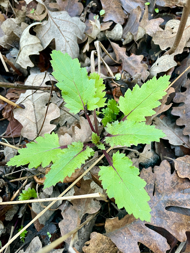 iNaturalist observation photo of California beeplant
