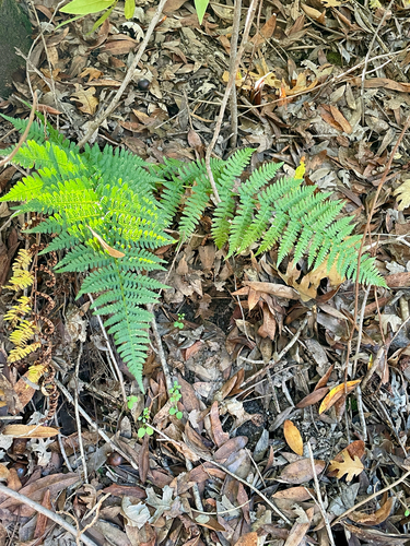 iNaturalist observation photo of coastal woodfern
