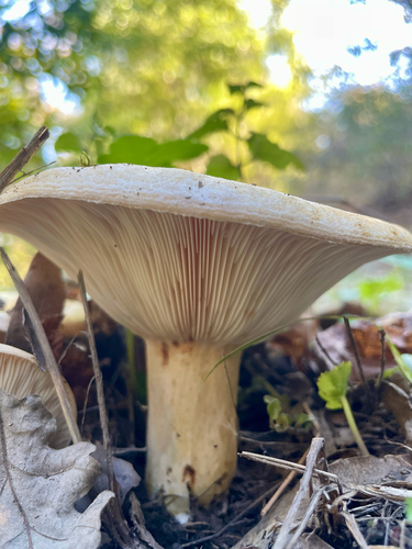 iNaturalist observation photo of golden milkcap