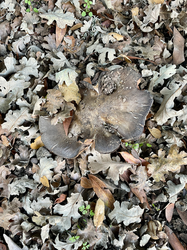 iNaturalist observation photo of Bleachy Entoloma