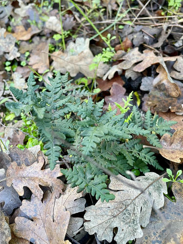iNaturalist observation photo of goldback fern