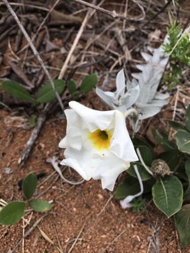 Mandevilla velame