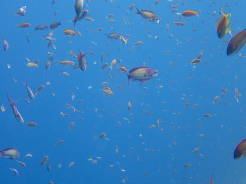 Lyretail Anthias — seen at this dive site