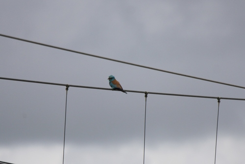European Roller