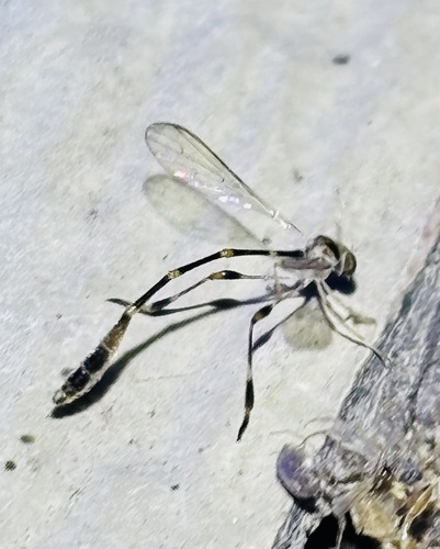 Unknown species found near Windsor Park, Austin, TX 78723, USA