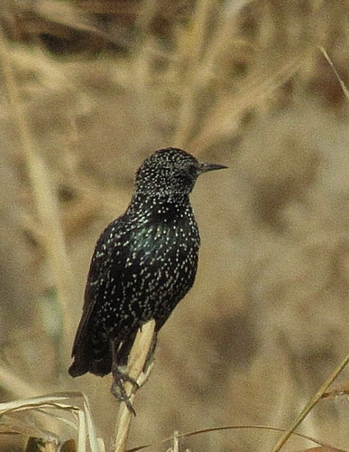 European Starling