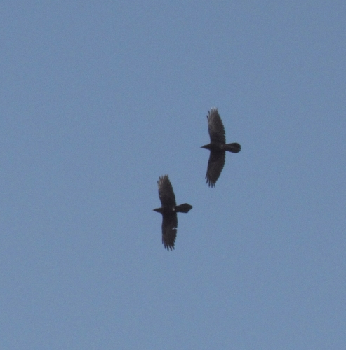 Common Raven