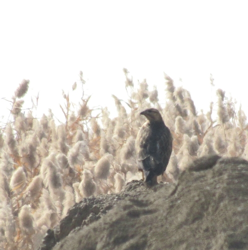 Long-legged Buzzard