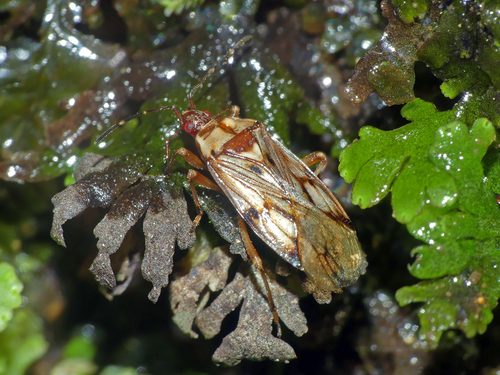 Trisecus pictus