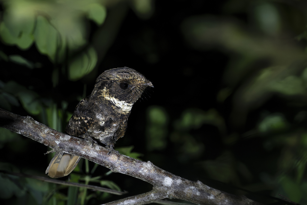 Rufous Nightjar (Antrostomus rufus) photo