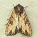 Airy Apamea Moth - Photo (c) Michael King, all rights reserved, uploaded by Michael King