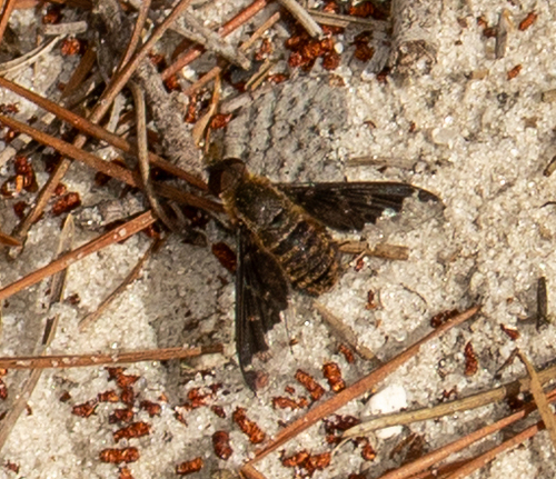 Unknown species found near Hillsborough County, FL, USA